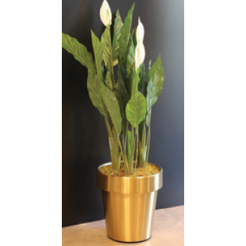 Aksy 0666 Pvd Mat Gold Konik Saksı K-O 22*31*34